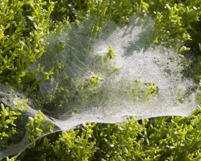 Funnel Spider Web (Agelenopsis spp)