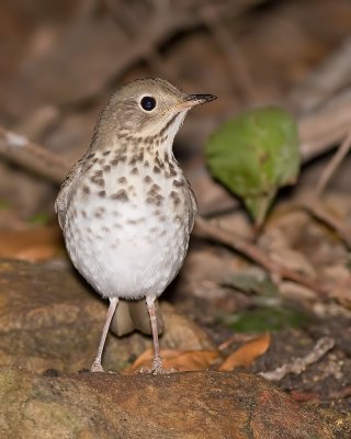 Hermit Thrush