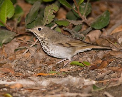 Hermit Thrush