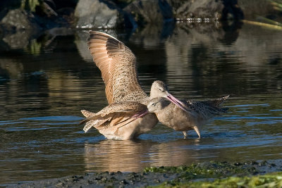 Marbled Godwits mating