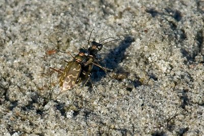 Mudflat Tiger Beetle   (Cicindela trifasciata sigmoidea)