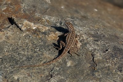 Southern California  Side-blotch Lizard (Uta stansburiana hesperis)