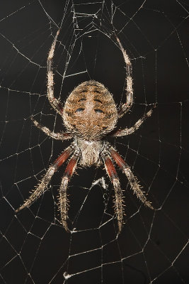 Orb Weavering Spider (Neoscona crucifera)