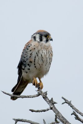 American Kestrel