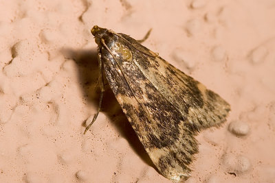 unknown Moth