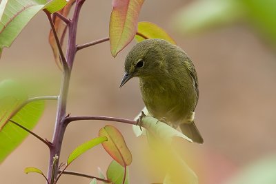 Orange-crowned Warbler