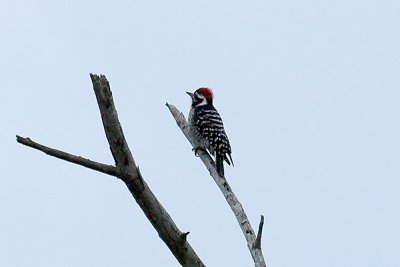 Downy Woodpecker - male