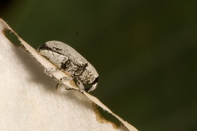 Curculionid Beetle  (Trichobaris  sp)