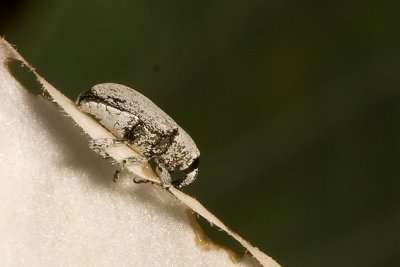 Curculionid Beetle  (Trichobaris sp)