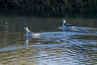 Red-necked Phalarope