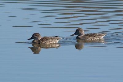 Geen-winged Teal