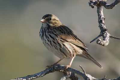 Savannah Sparrow