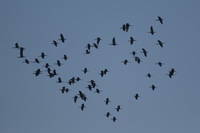 White-faced Ibis - flock