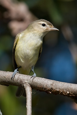 Warbling Vireo