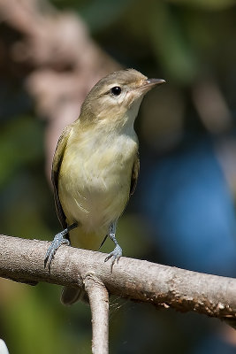 Warbling Vireo