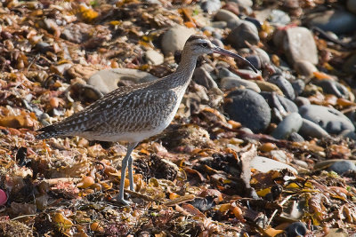 Whimbrel