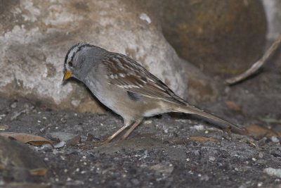 white-crowned-sparrow11.jpg