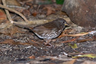 Fox Sparrow