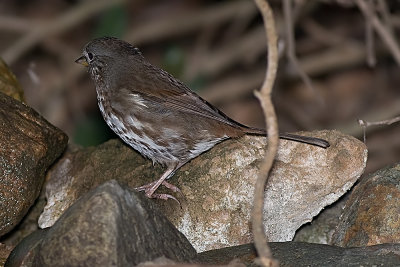 Fox Sparrow