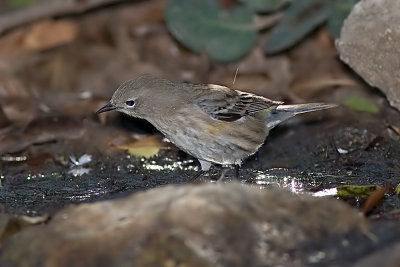 Yellow-rumped Warbler Audobon's Warbler