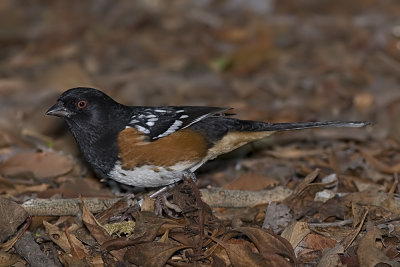 Spotted Towhee