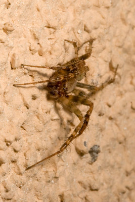Male Lynx spider