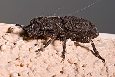 Diabolical Iron-clad Beetle (Phloeodes diabolicum)