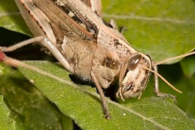 Gray Bird Grasshopper  (Schistocerca nitens)