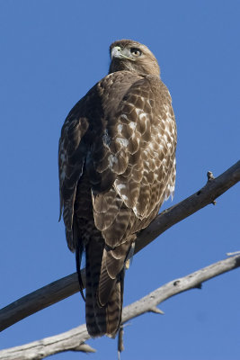 Red-tailed Hawk