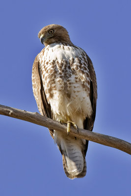 Red-tailed Hawk