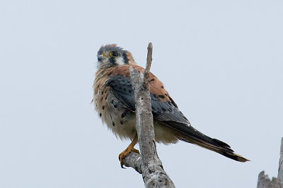 American Kestrel