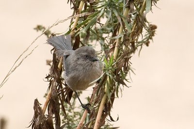 Bushtit