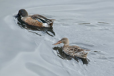 Northern Shoveler - male and female