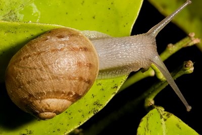 Brown garden snail, (Cantareus aspersus)