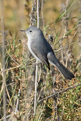 Blue-gray Gnatcatcher