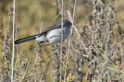 Blue-gray Gnatcatcher