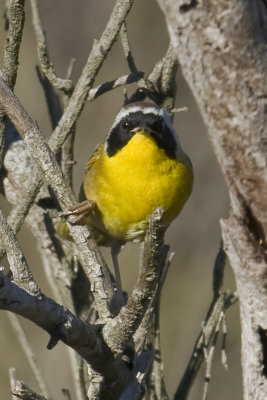 Common Yellowthroat