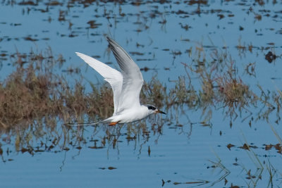 Forster's Tern