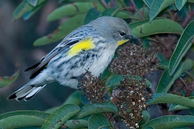 Yellow-rumped Warbler Audobon's Warbler