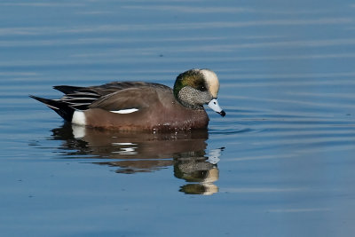 American Wigeon