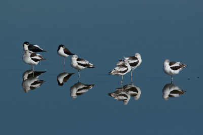 Black Stilts and American Avocets