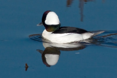 Bufflehead - male