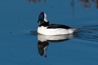 Bufflehead - male