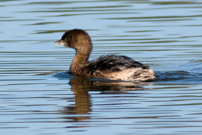 Pied-billed Grebe