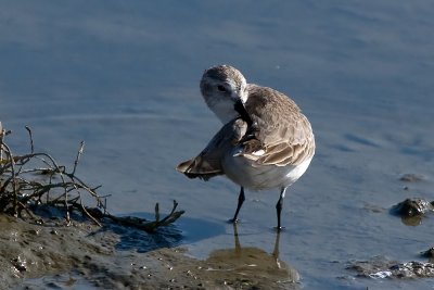 Western Sandpiper