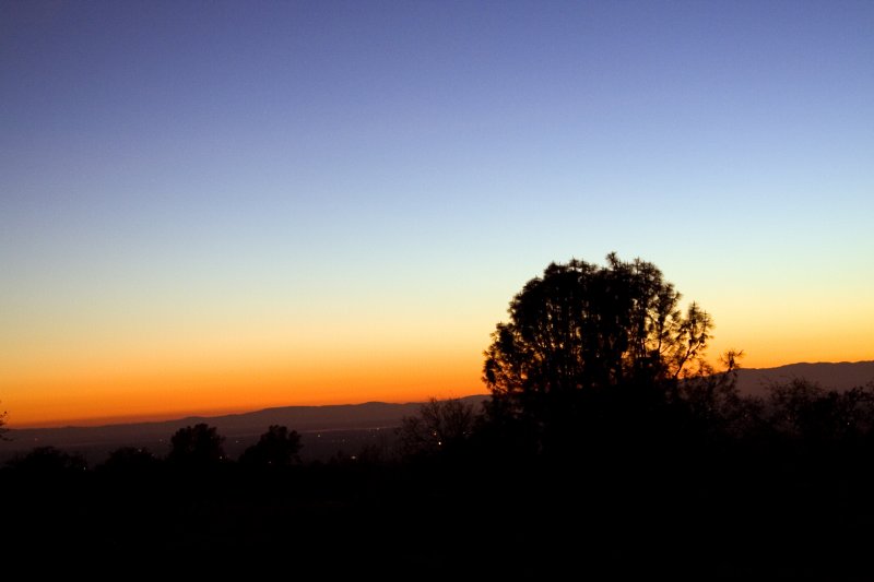 A Tree at Sunset