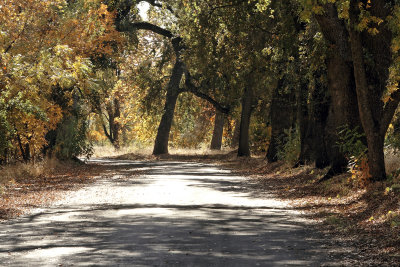 The road through Lower Bidwell
