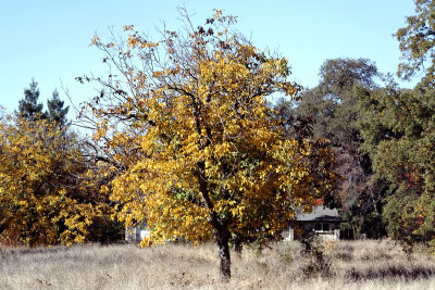 A tree in full fall color