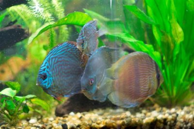 All the large discus