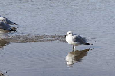 Gull at Oroville